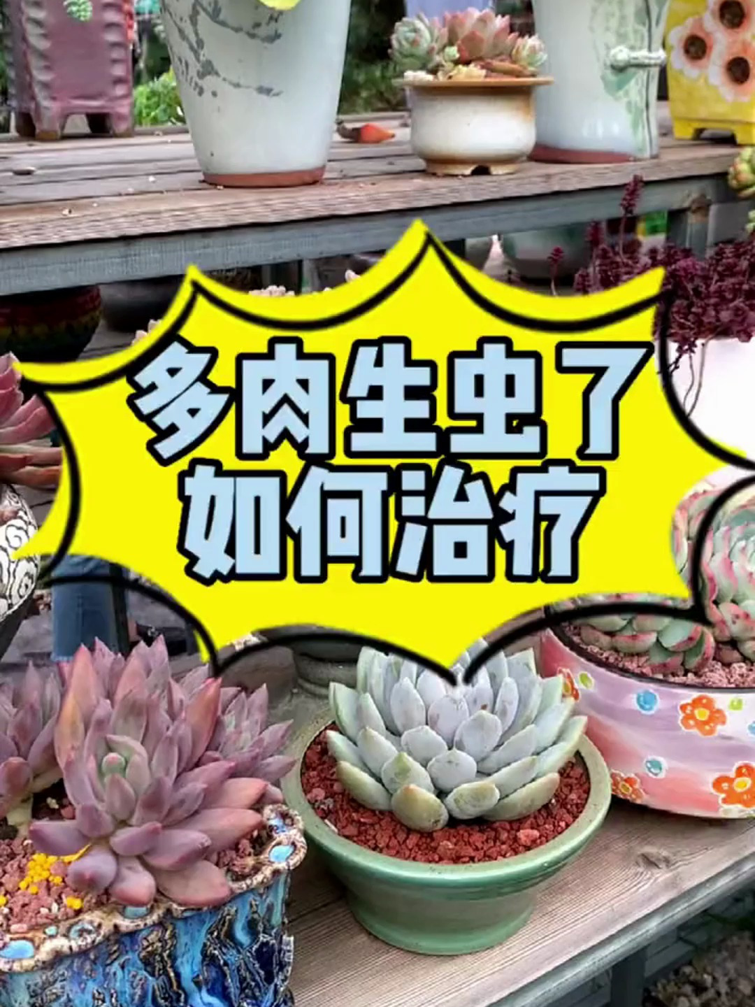 入秋了,可爱又好养的多肉有哪些?这个视频告诉你 多肉 多肉植物