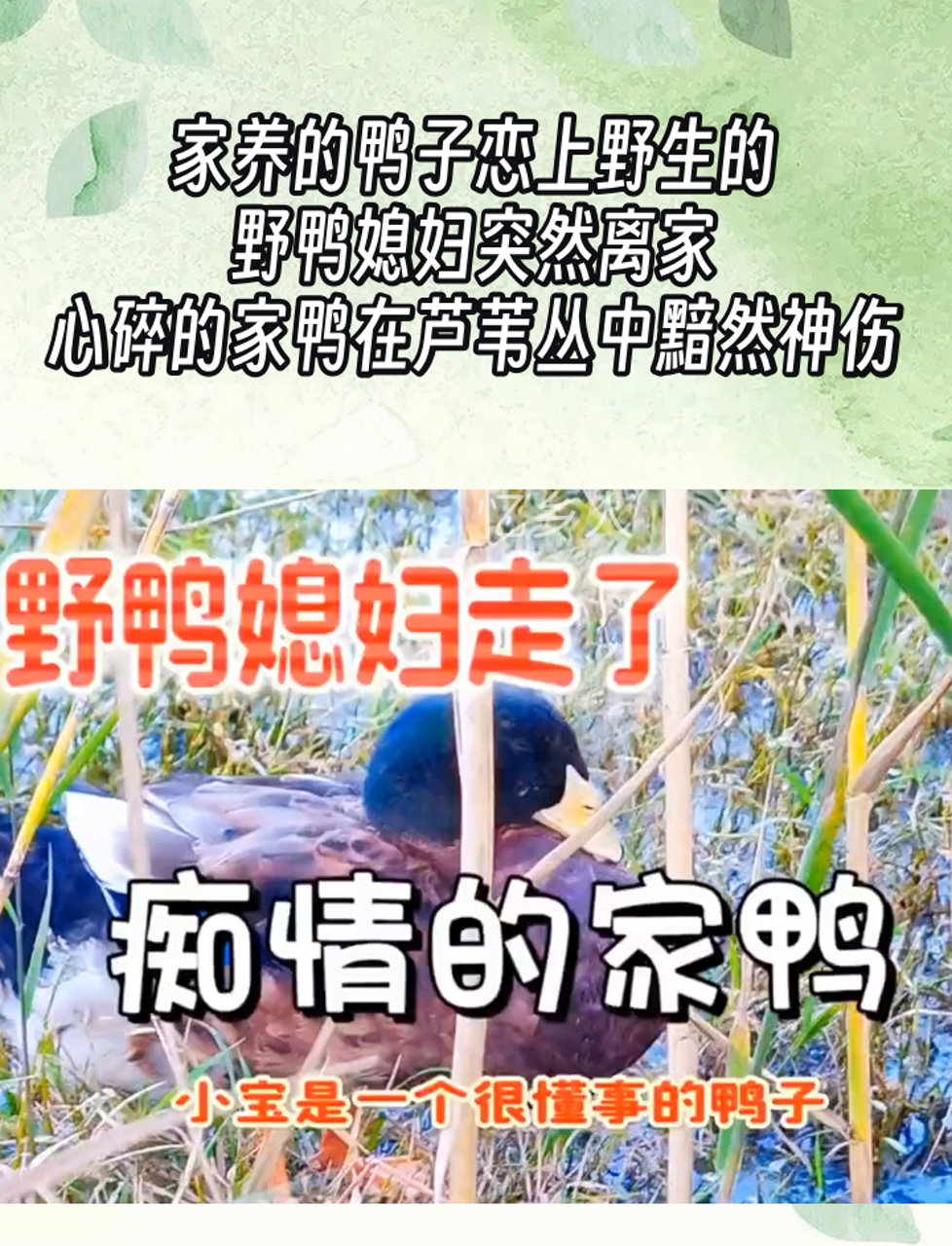 家养的鸭子恋上野生的,野鸭媳妇突然离家,心碎的家鸭在芦苇丛中黯然神伤