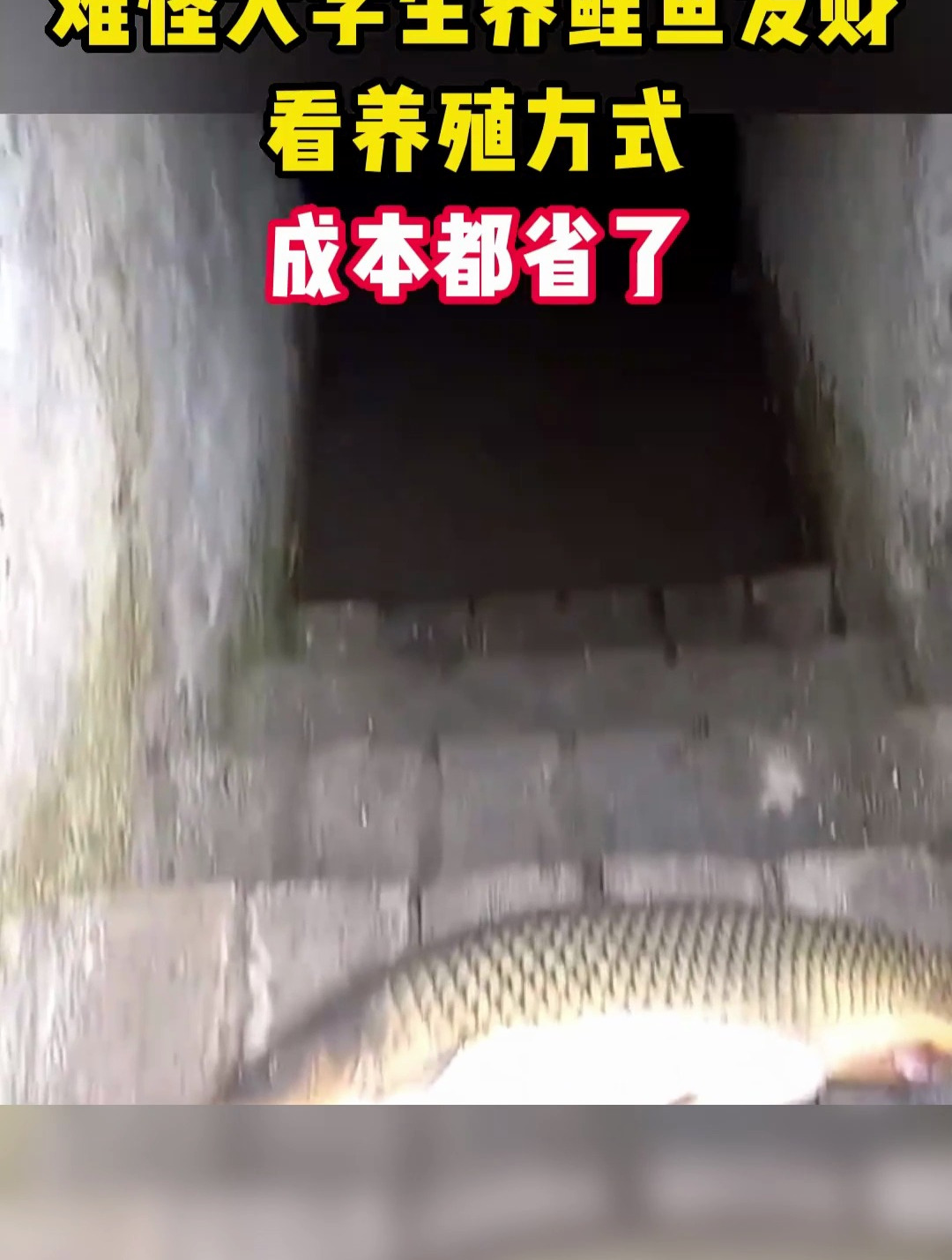 难怪大学生养鲤鱼发财,看这养殖方式,估计成本都省了!