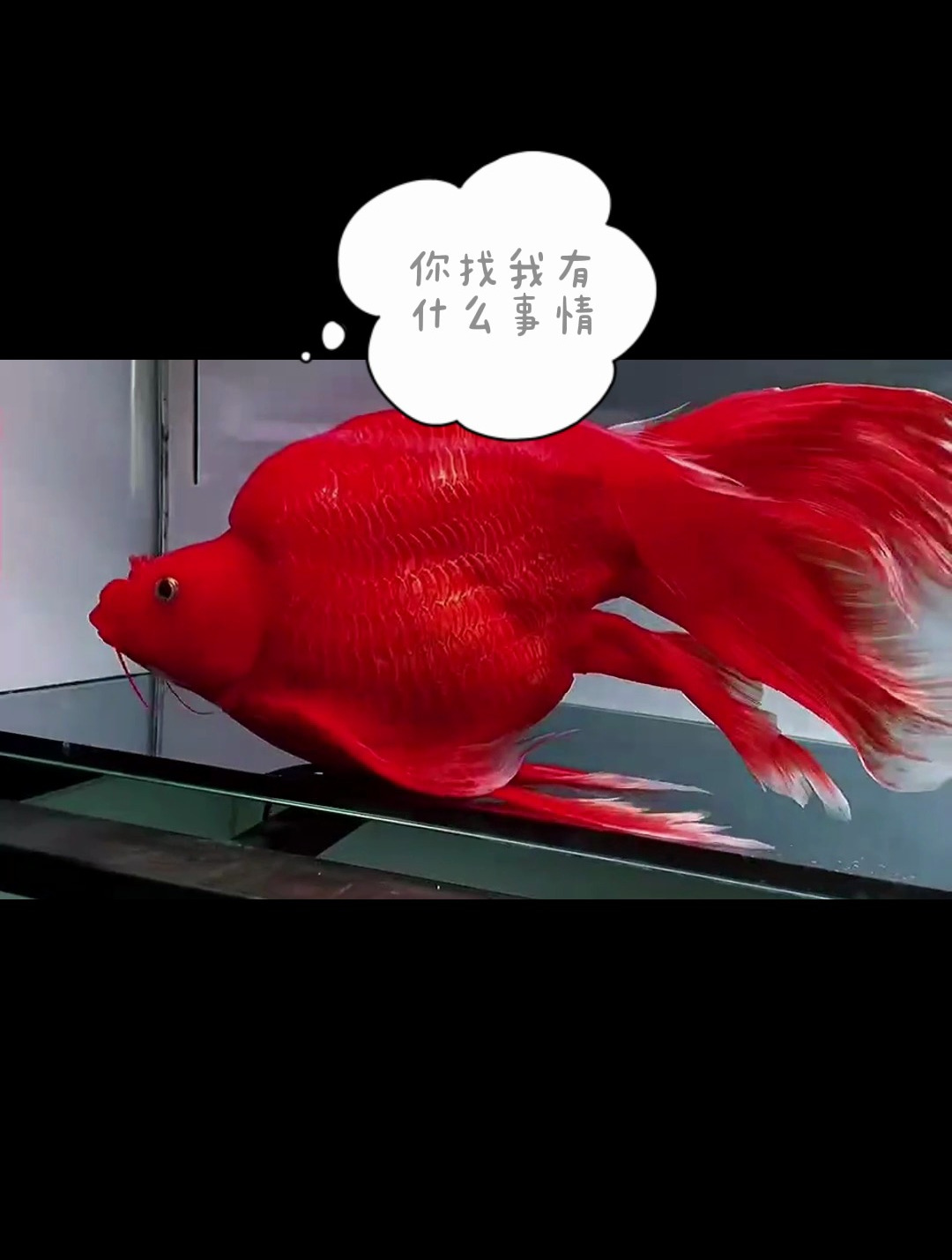 40公分无敌球型火凤凰蝴蝶鲤,这条鱼让我感受到了什么?