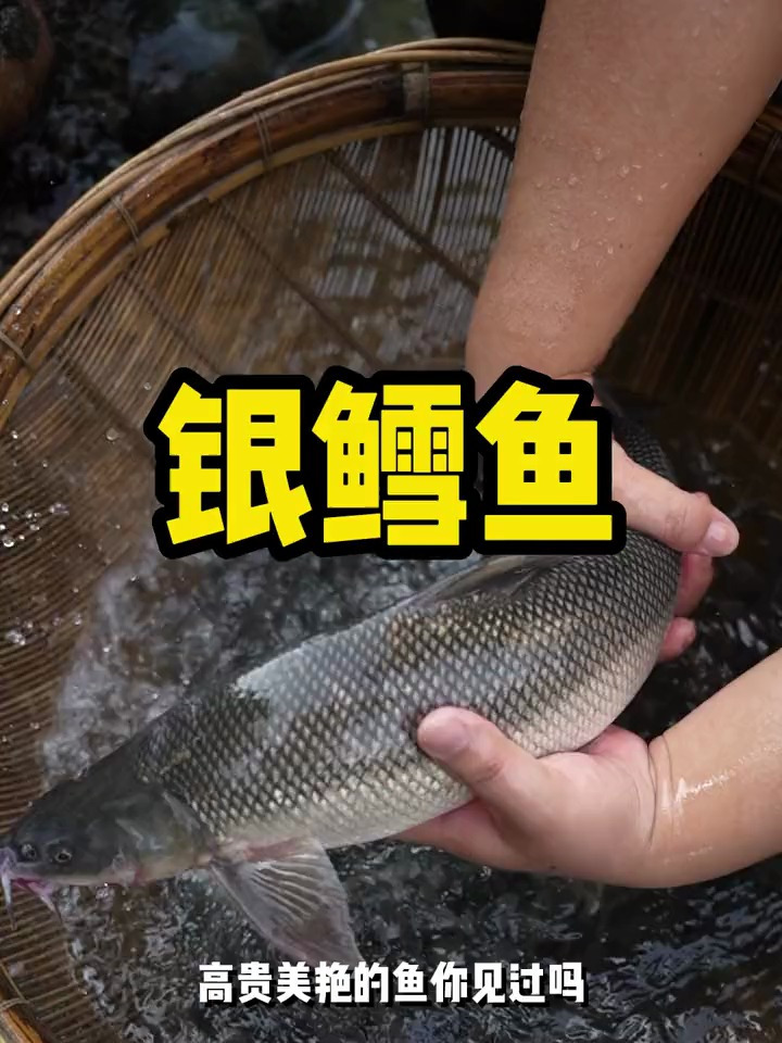 这是一种大型草食性鱼类,淡水银鳕鱼又叫大鳞鲃鱼