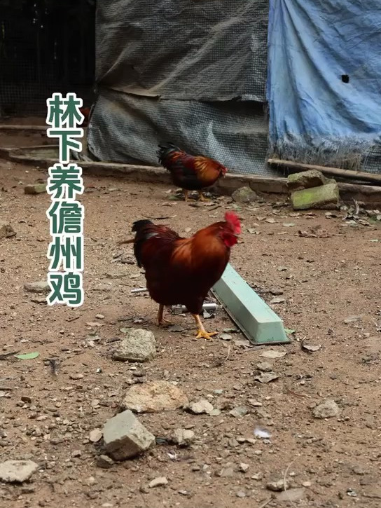 国家林下经济养殖基地散养的一只够野的鸡