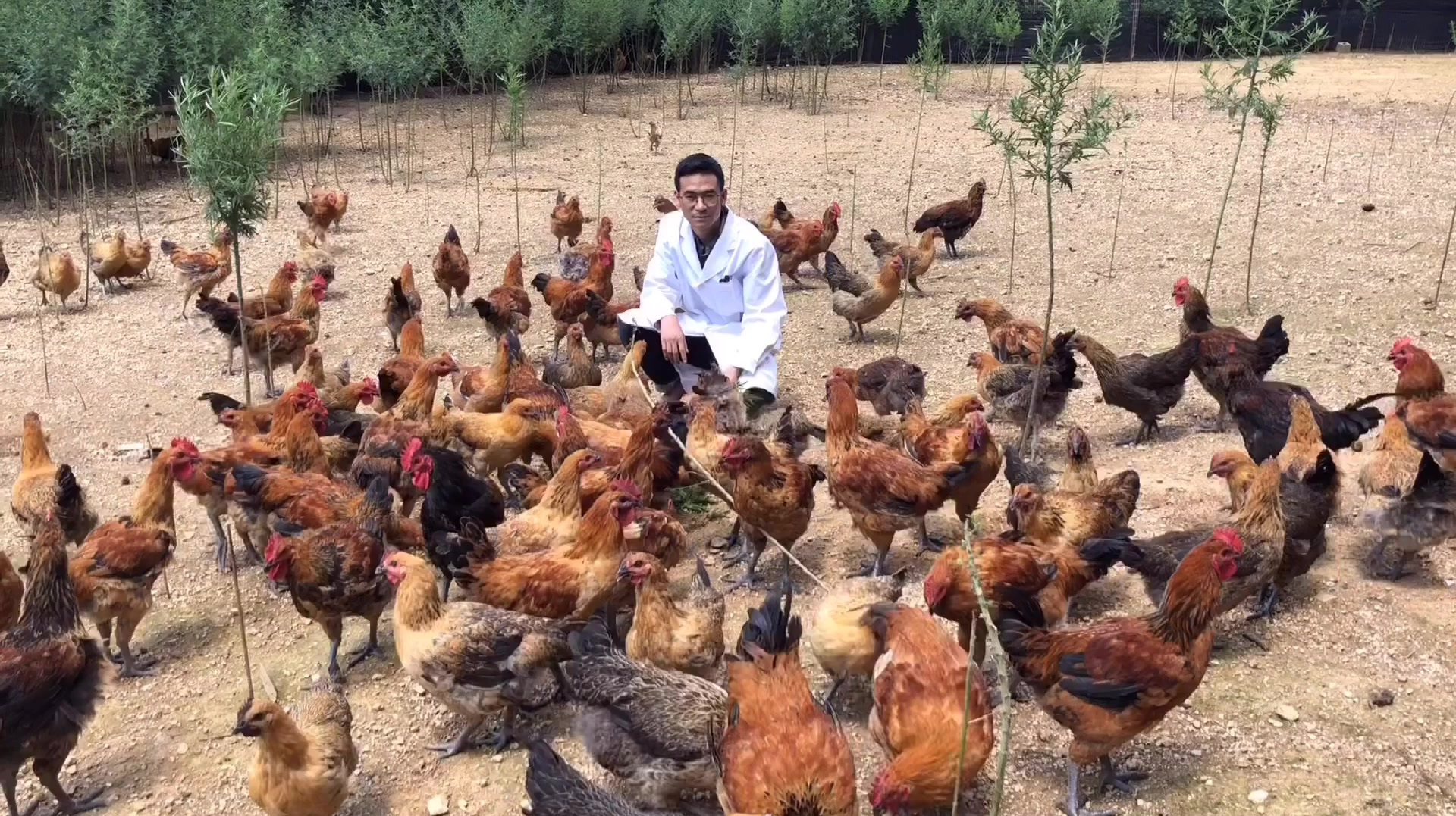 母鸡抱窝不下蛋怎么办?老人传下来的这些小妙招,轻松帮你解决