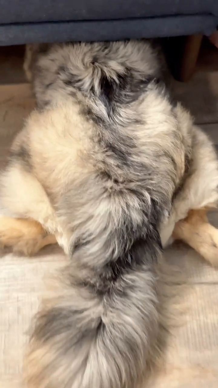 发霉狗,芝麻糊,趣多多都是他的外号