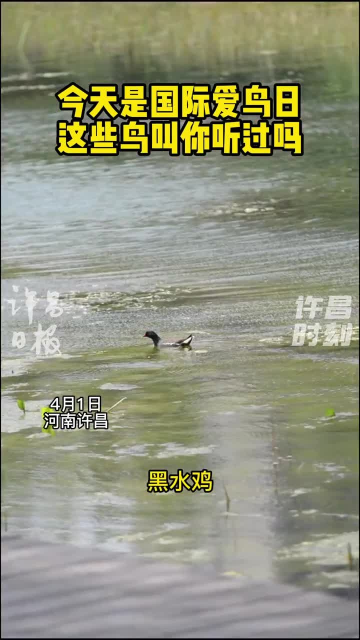 今天是国际爱鸟日,这些鸟叫声你听过么?