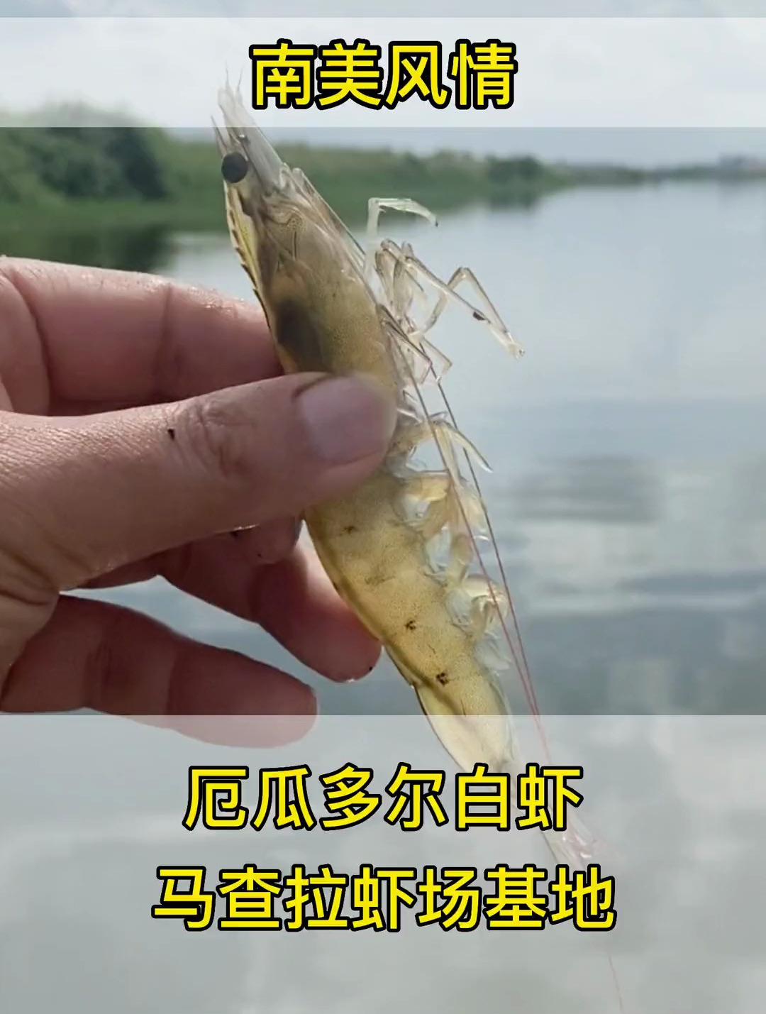 南美洲的厄瓜多尔白虾,非常的有名,实地探访白虾养殖基地