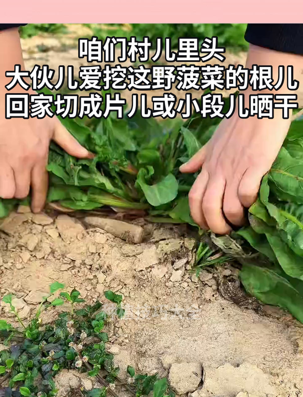咱们村儿里头,大伙儿爱挖这野菠菜的根儿,回家切成片儿或小段儿晒干