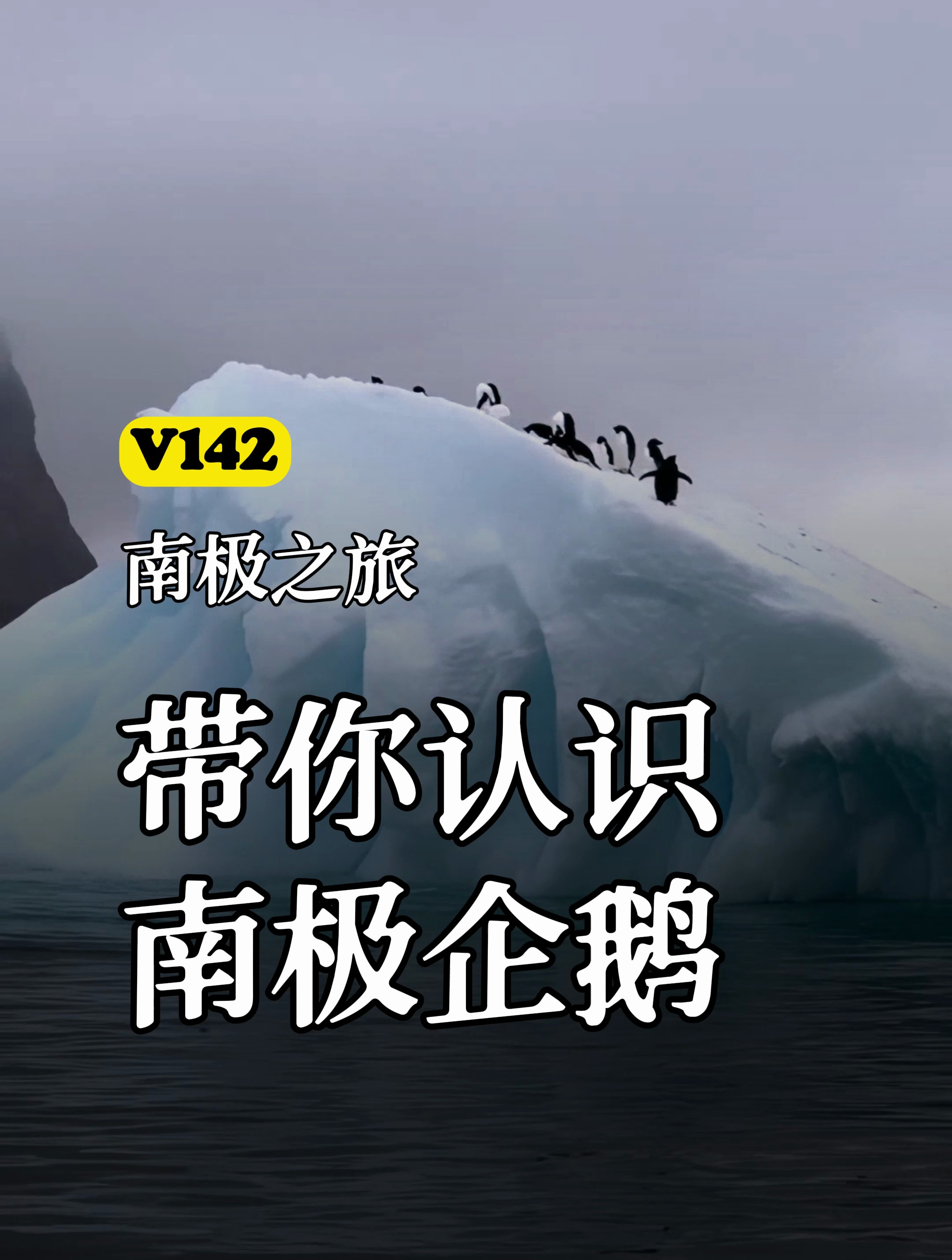 南极旅行中遇见8种企鹅