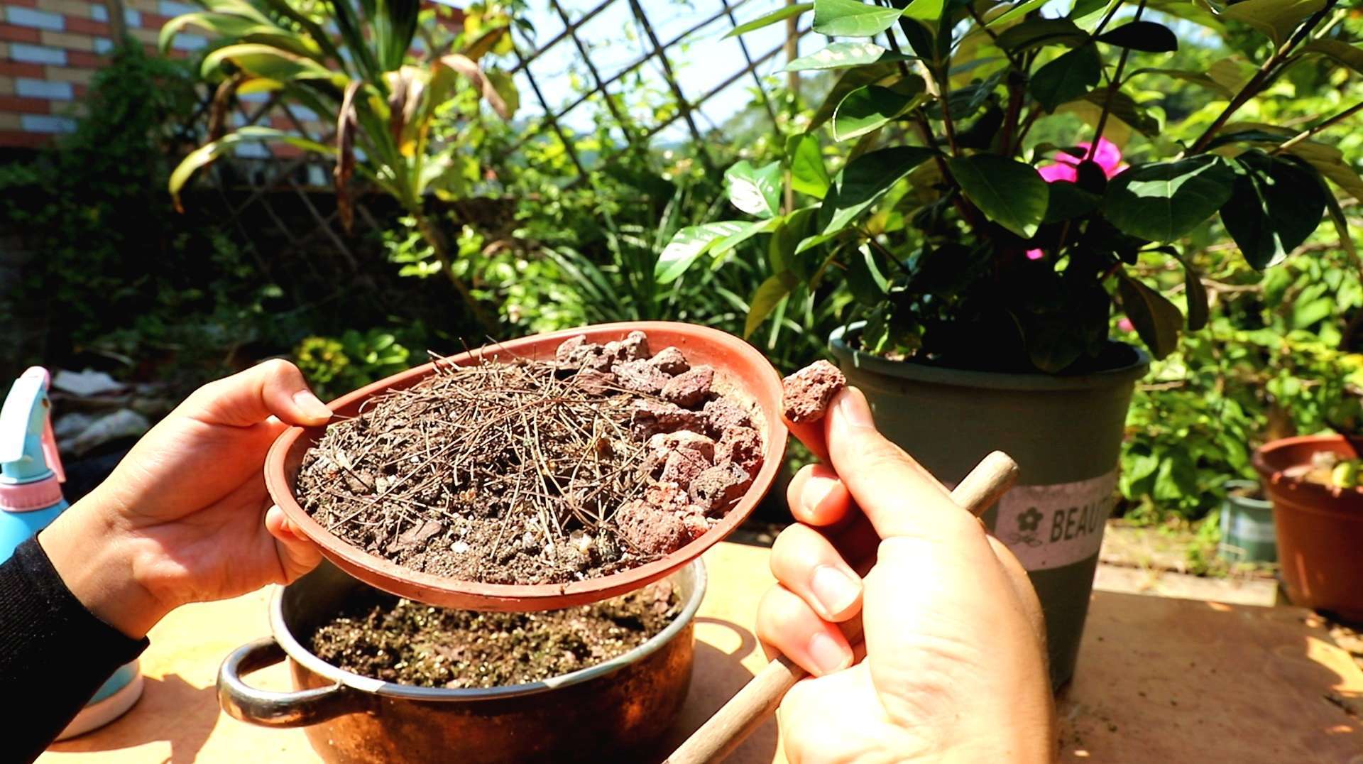 最适合栀子花换盆的季节,另加几个“细节”,做好了保证养旺盛