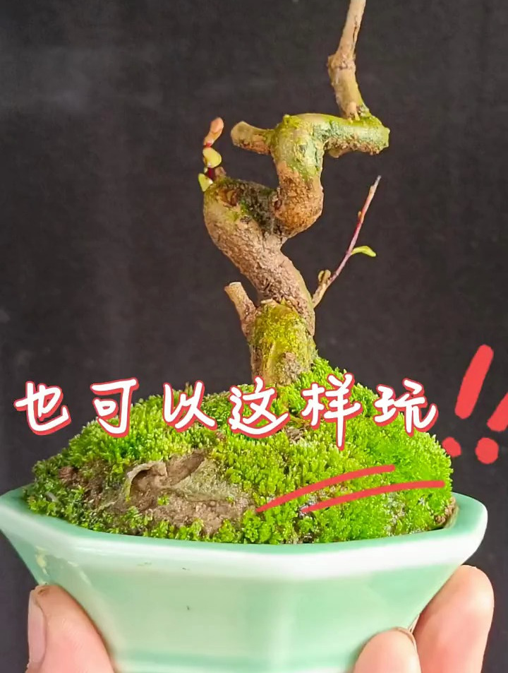 石榴盆景制作技巧,一颗微型紫玉石榴盆景素材