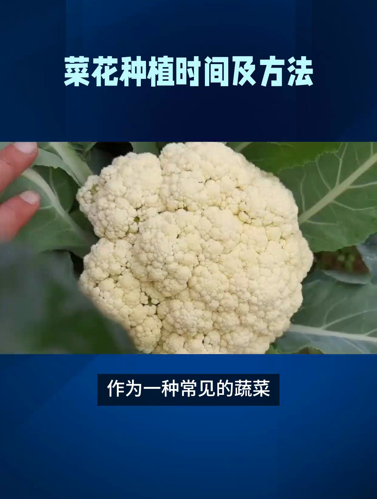 菜花种植时间及方法