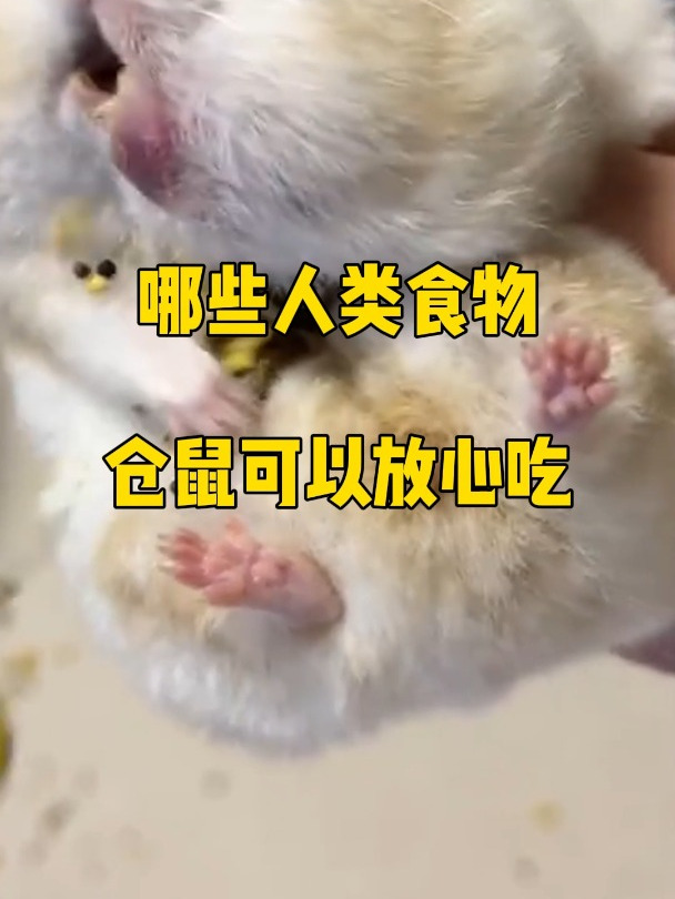 哪些人类食物仓鼠可以放心吃?