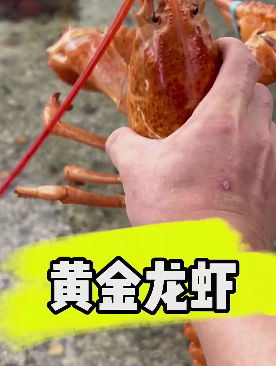 黄金龙虾来了 海洋生物
