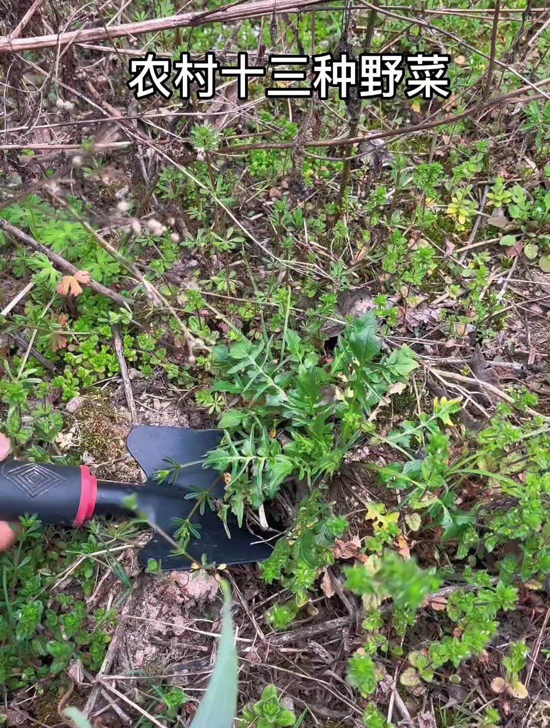 农村常见的野菜,你认识哪些?