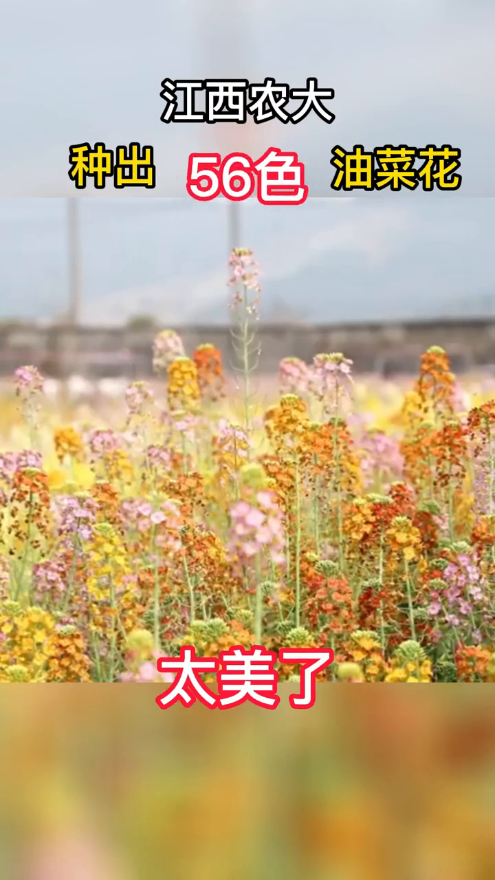 这才是春天的模样 56色油菜花太美啦!