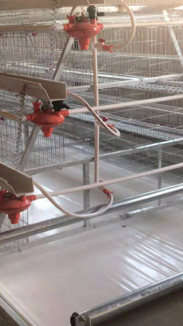 阶梯式输送带清粪蛋鸡笼,养2万只鸡的鸡舍