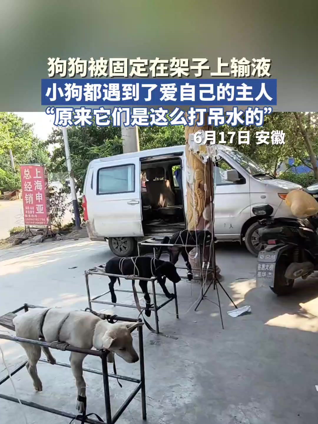 狗狗被固定在架子上输液,小狗都遇到了爱自己的主人。