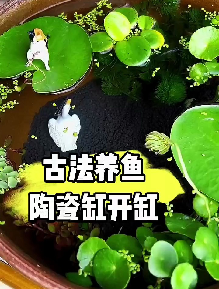 古法养鱼陶瓷缸怎么开缸呢?分享开缸过程,喜欢的也赶紧试试吧!