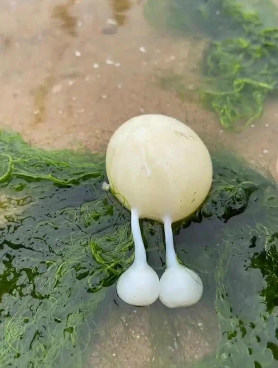 户外赶海抓海鲜,发现了一只搁浅的八爪鱼蛋