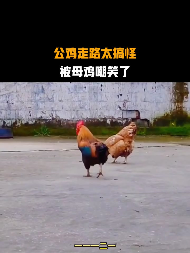 公鸡走路太搞怪,被母鸡嘲笑了