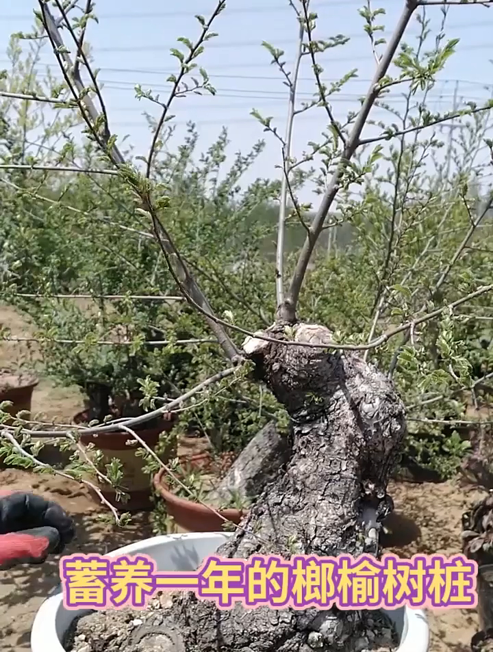 蓄养了一年的榔榆树桩