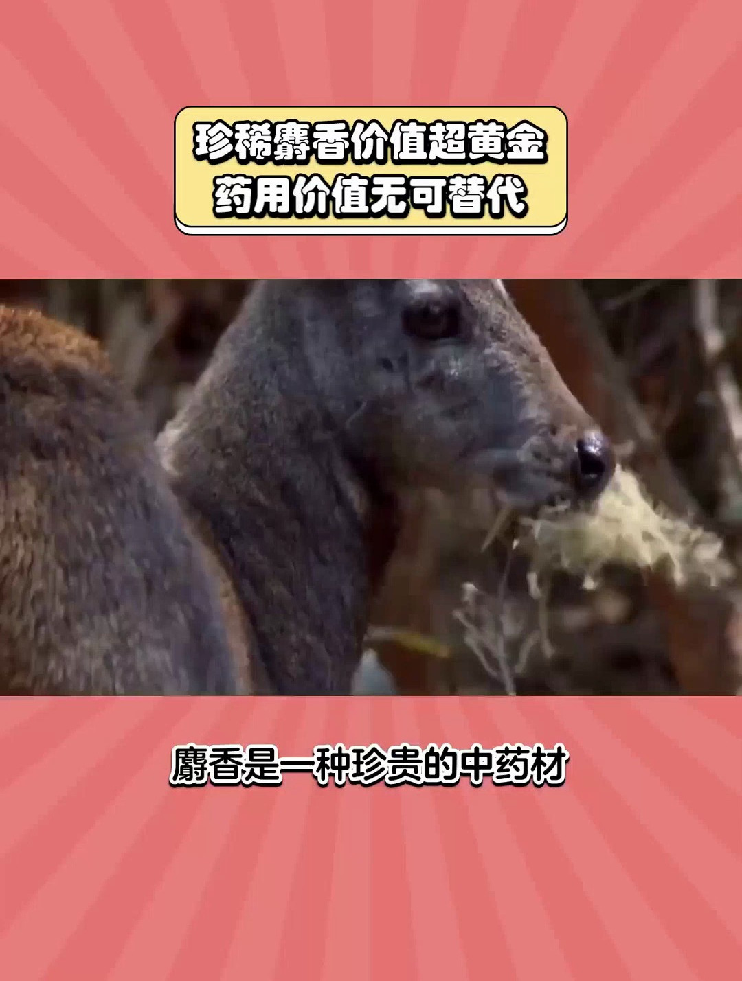 麝香:价比黄金的珍稀药材