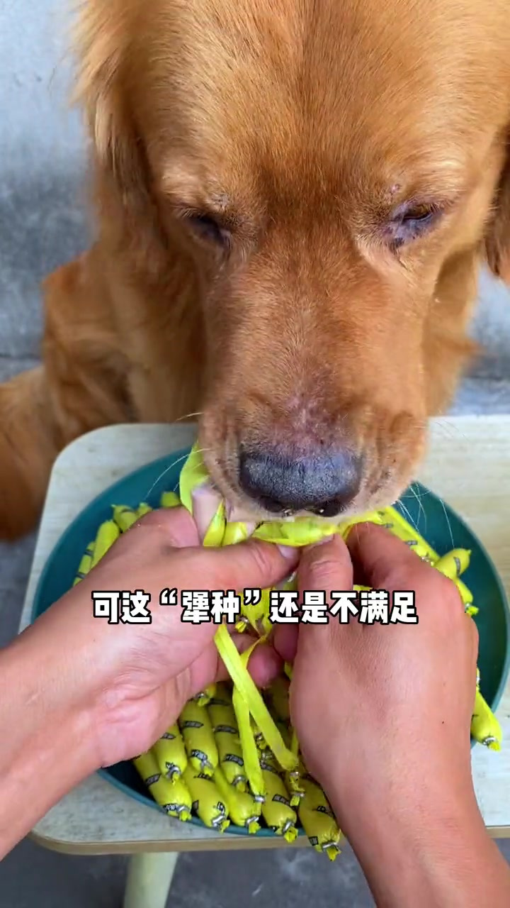 有些狗子活该“打光棍”,火腿肠再好吃也不能这样呀!