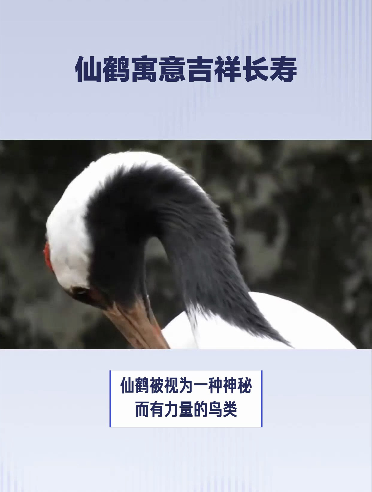 仙鹤的寓意和象征