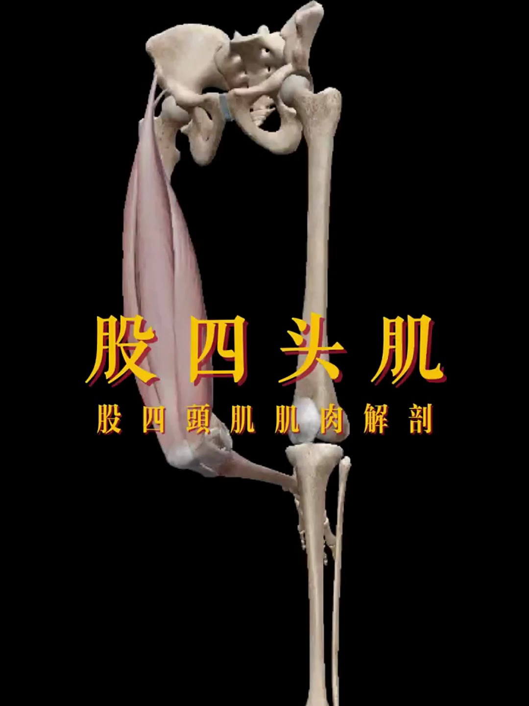 股四头肌肌肉解剖