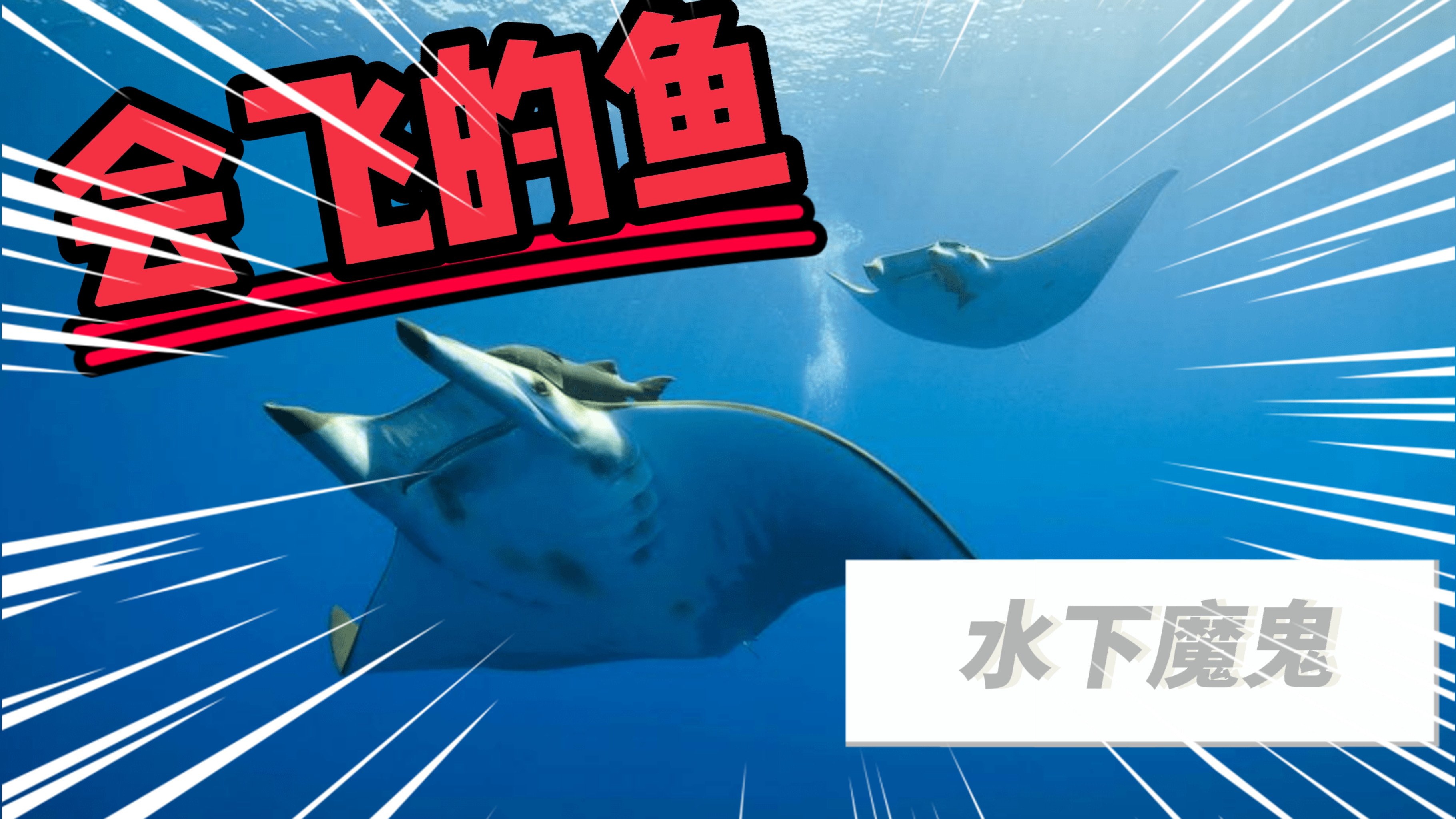 见过会飞的鱼吗?可以飞出海面2米,长相怪异被称“水下魔鬼”