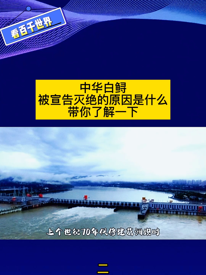 中华白鲟,被宣告灭绝的原因是什么,带你了解一下