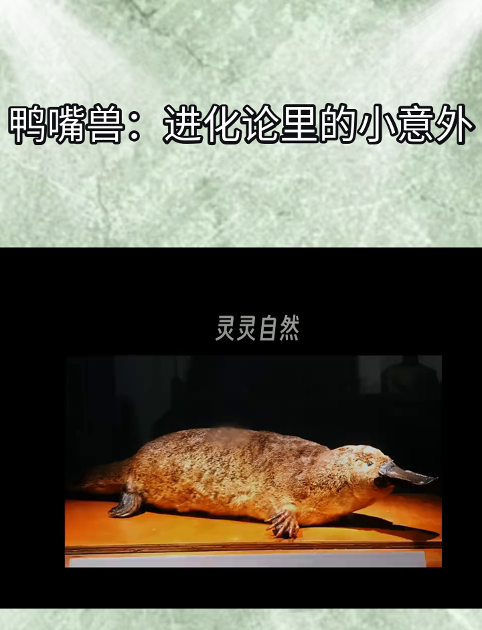 鸭嘴兽:进化论里的小意外