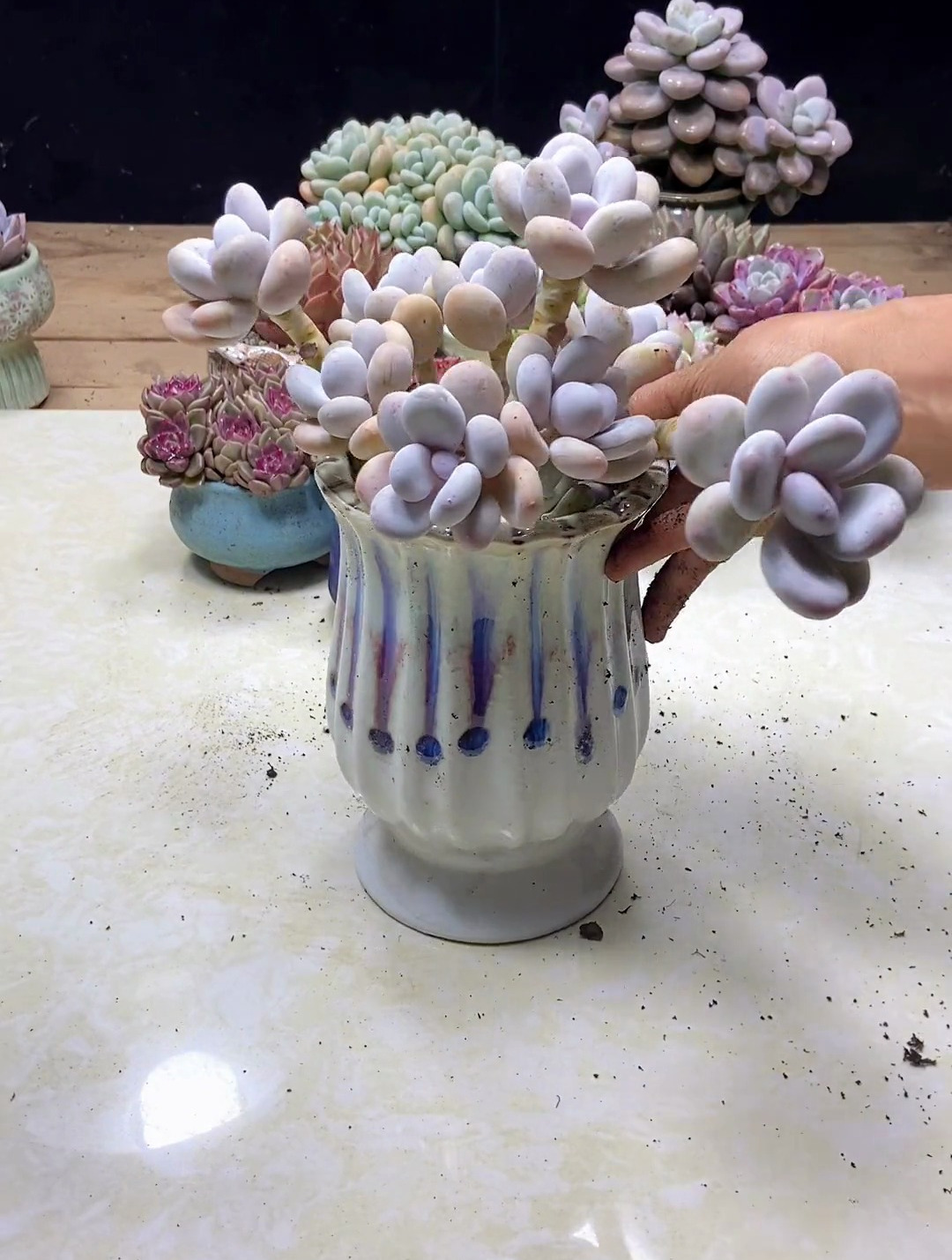 第一个花盆好看还是第二个?多肉花盆 奶酪多肉