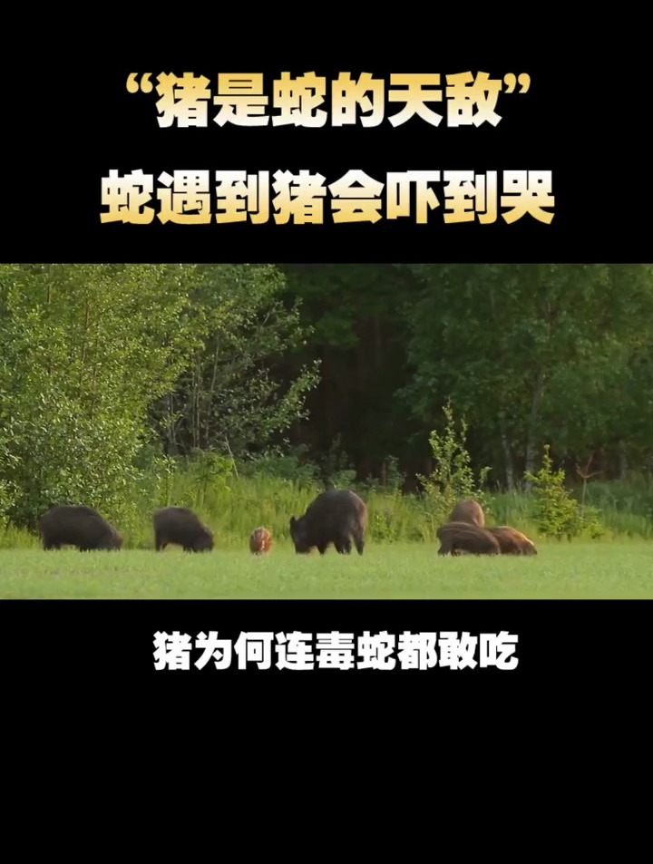 猪是蛇的天敌,蛇遇到猪会吓到哭?猪为何连毒蛇都敢吃
