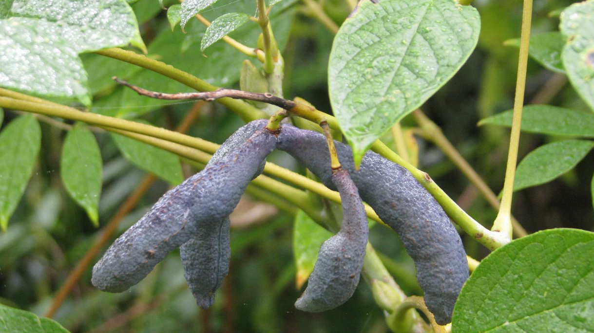 用猫屎做名字的水果,不好听却很好吃还可以做药,天然的补药
