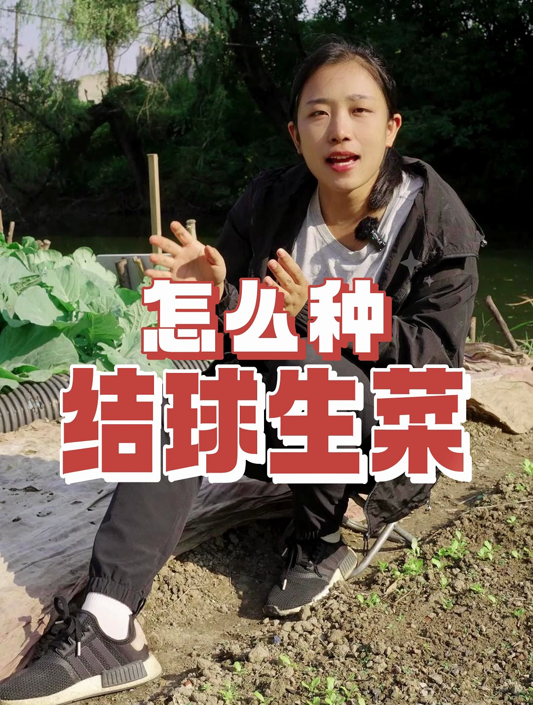 结球生菜如何种植?种植时间和技术,提前了解准没错