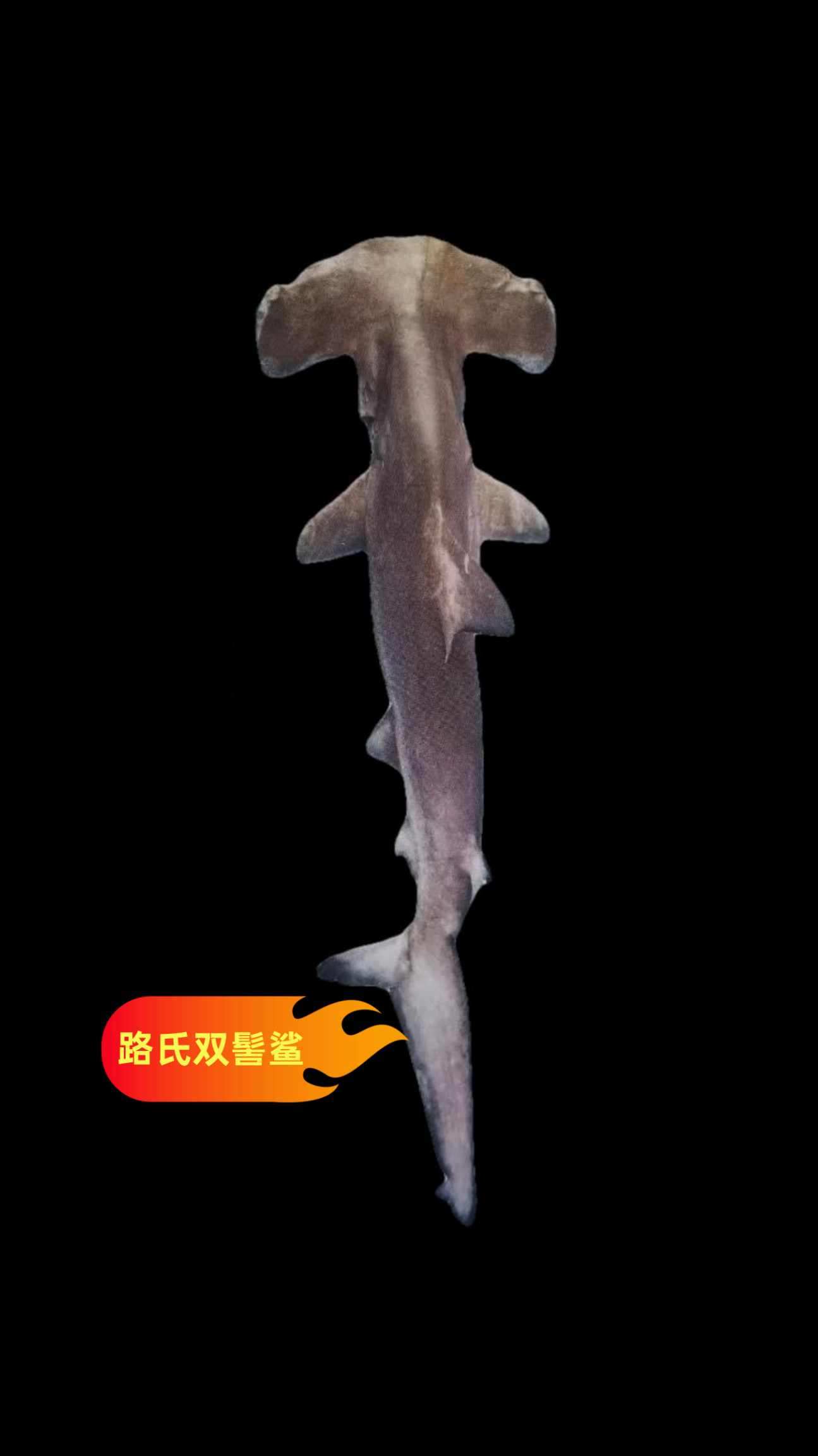 鲨鱼 路氏双髻鲨