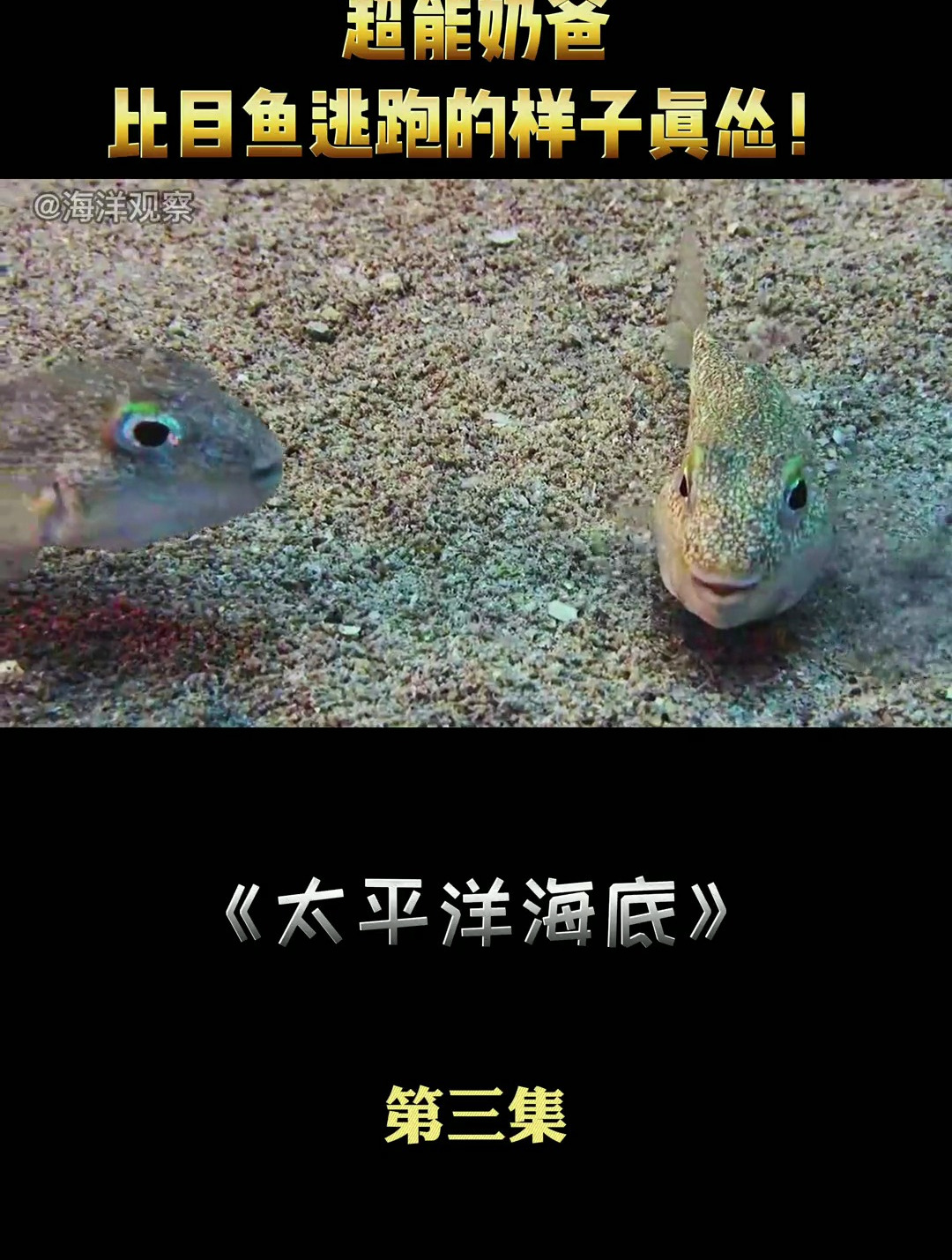 比目鱼逃跑的样子真有趣……