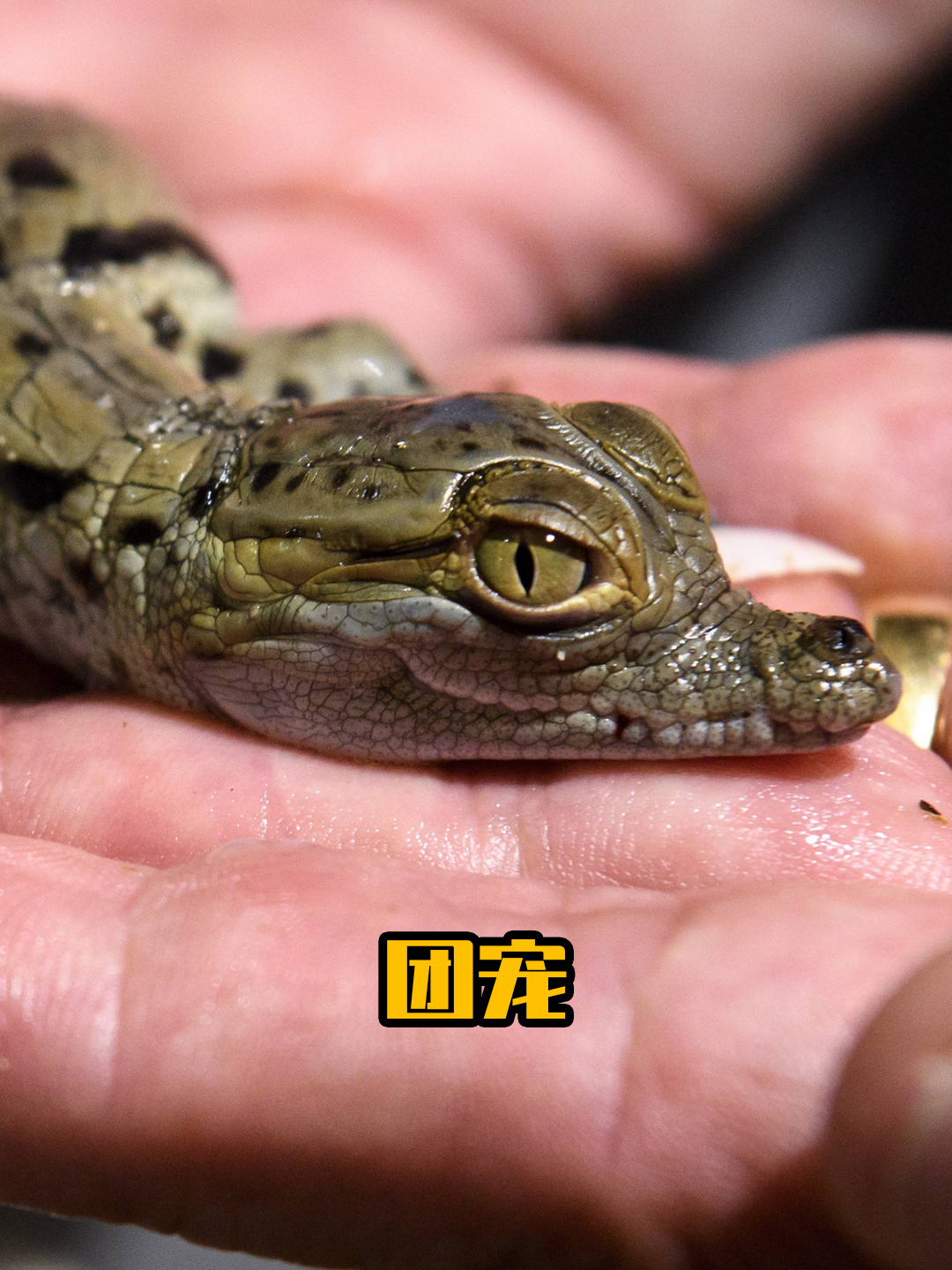 可爱的小鳄鱼竟成村里团宠