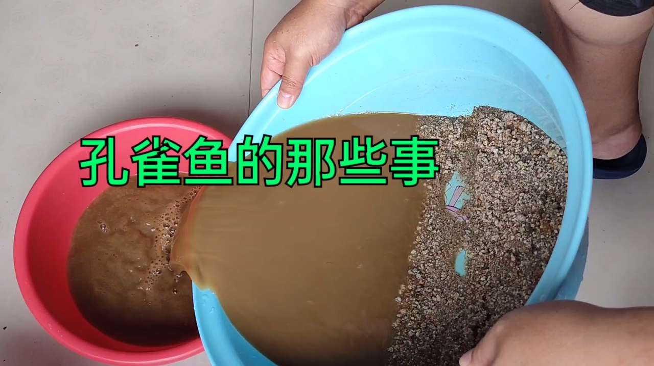 余月的孔雀鱼缸没有过滤,缸水总浑,余月用沙做过滤,能行吗?