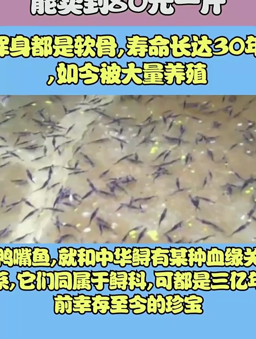 浑身都是软骨,寿命长达30年,如今被大量养殖