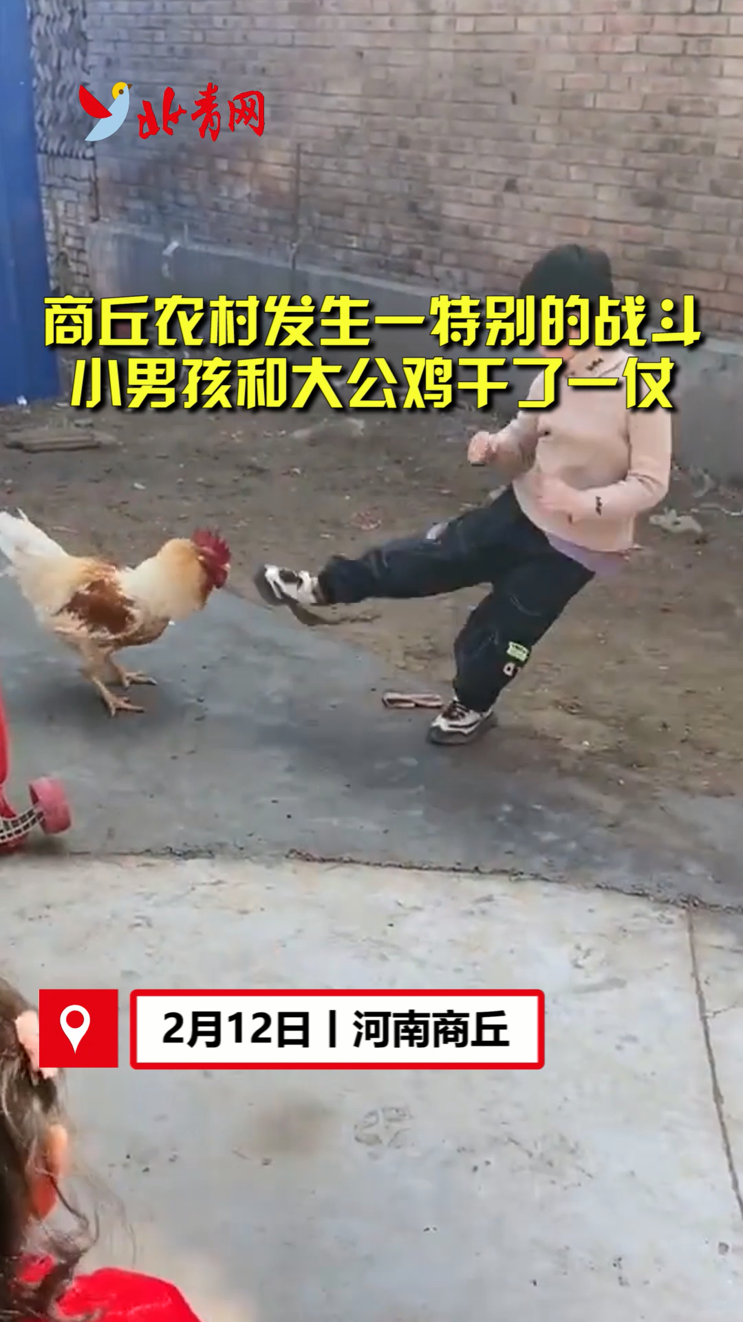 小男孩和大公鸡打架 双方几个回合难分胜负引人爆笑