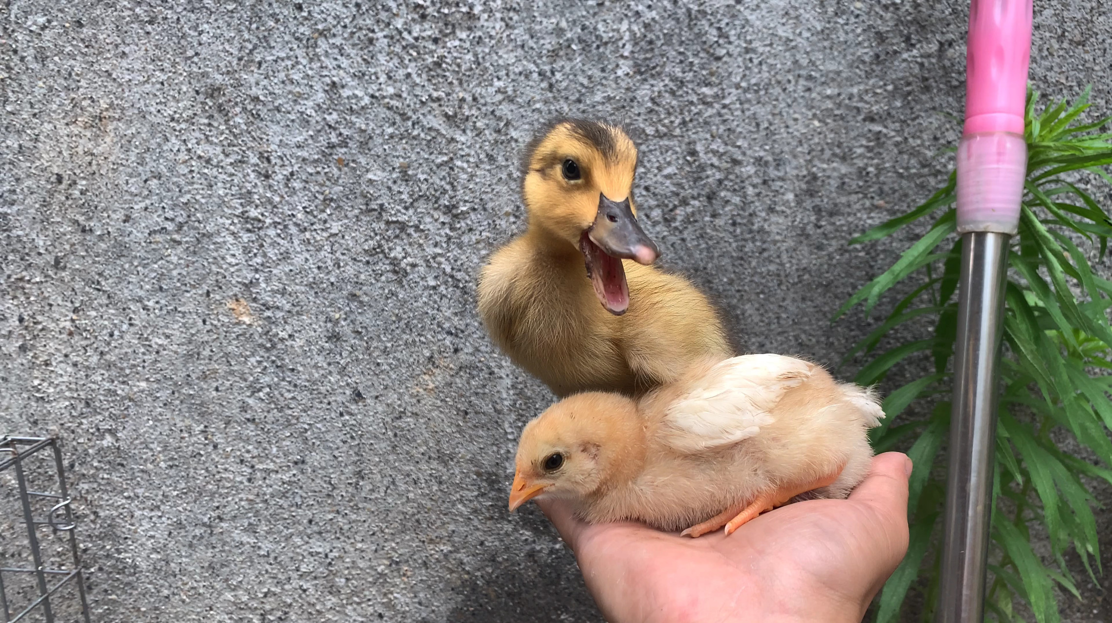 一起长大的鸡鸭感情真大,小鸭子下水游泳,小鸡就在岸上等着