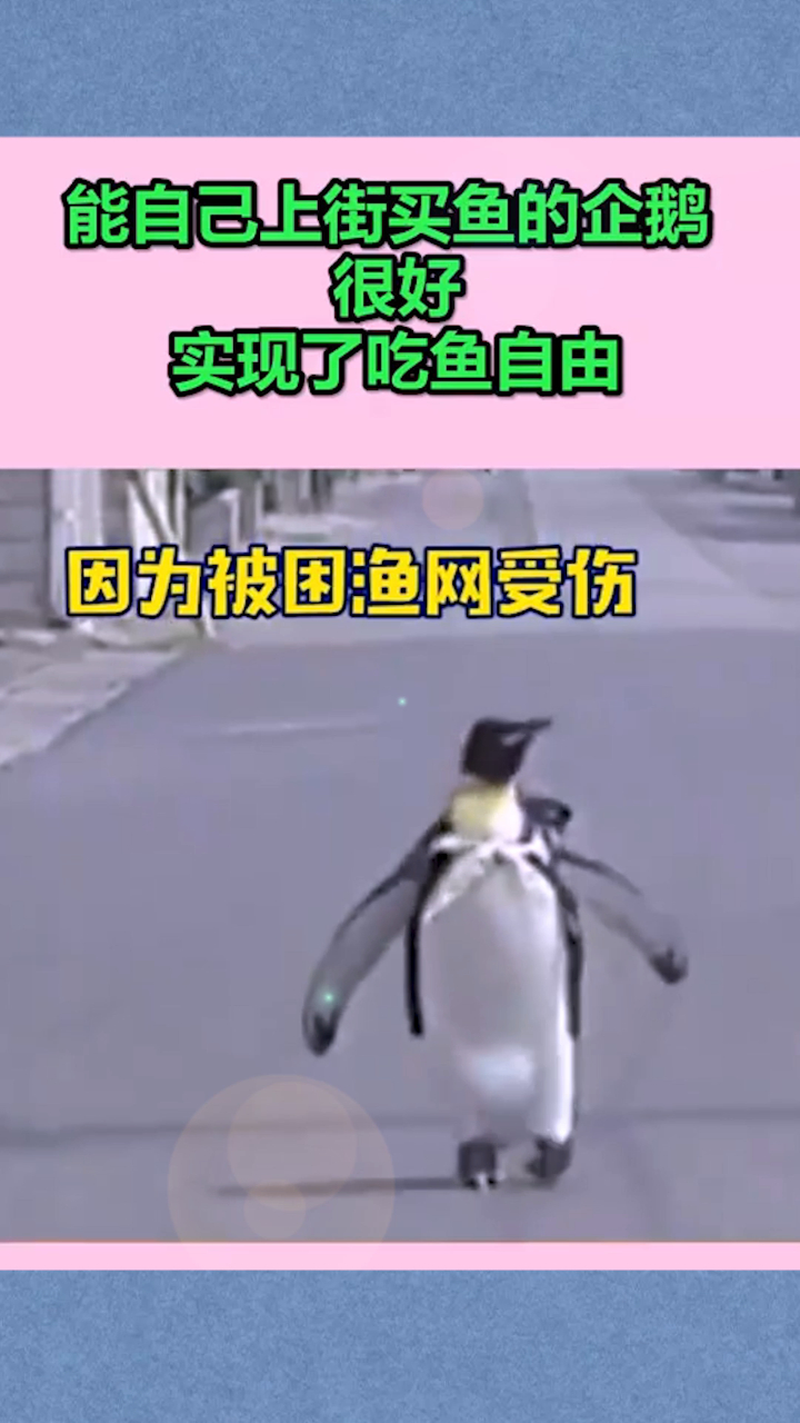 能自己上街买鱼的企鹅,很好,实现了吃鱼自由