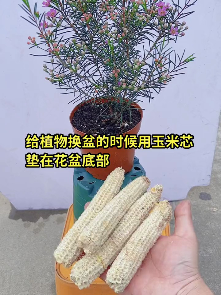 给植物换盆时可以用玉米芯垫在花盆底部