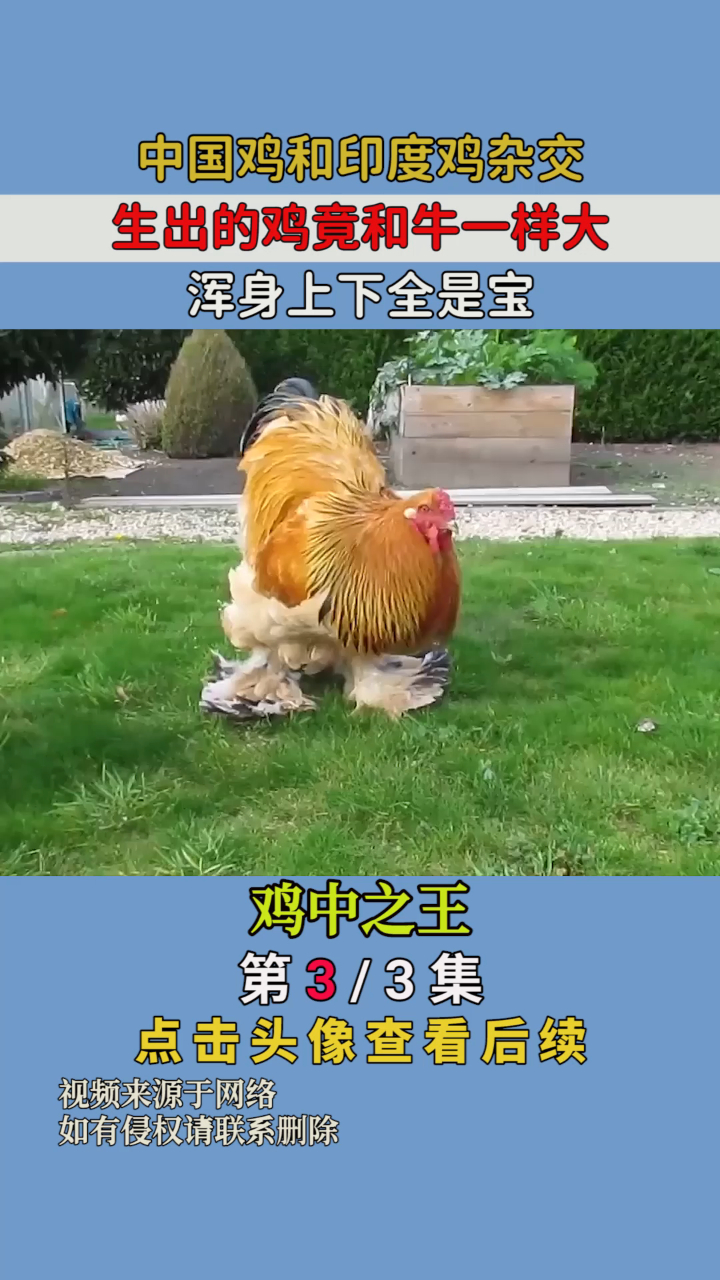 中国鸡和印度鸡杂交,生出的鸡竟和牛一样大,浑身上下全是宝