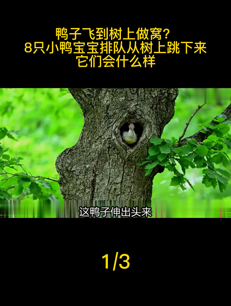 鸭子飞到树上做窝?8只小鸭宝排队从树上跳下来,它们会什么样_1