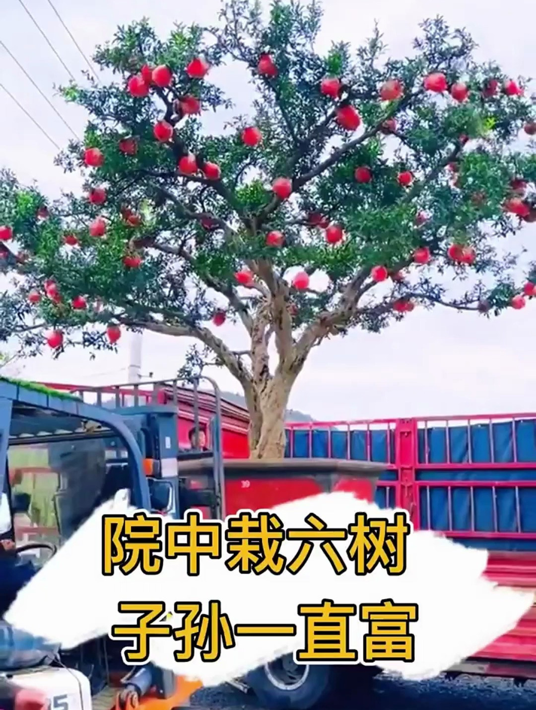 家里种树大讲究,这六棵树寓意又好又漂亮