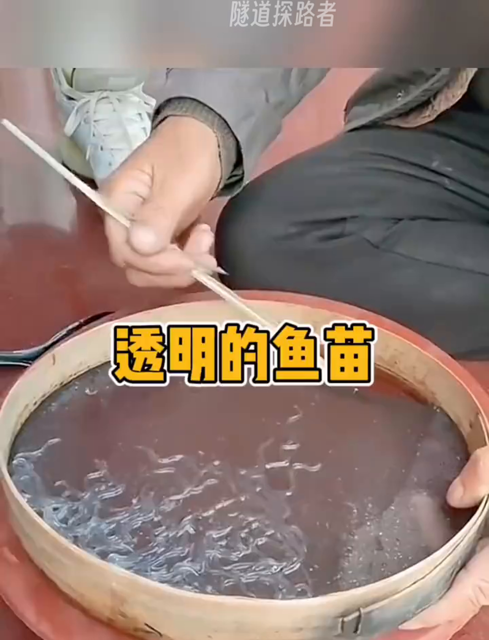 瞧这小鱼儿,多透明啊!