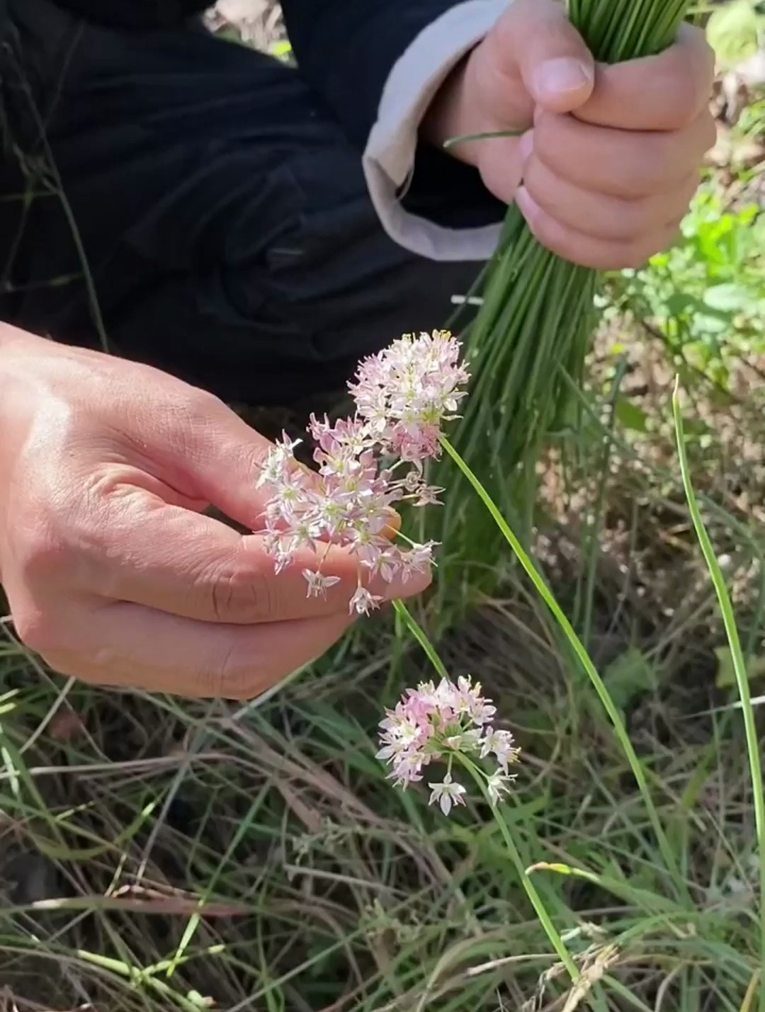 这个就是有着起阳草之称的野韭菜了,起阳籽你知道它的价值吗?